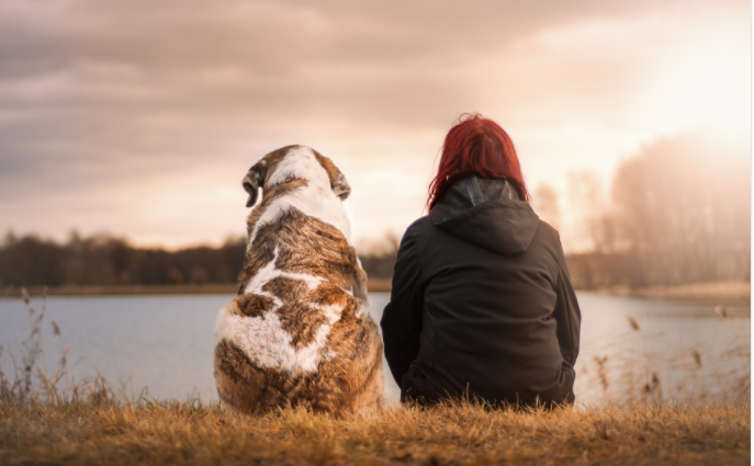 dog companion