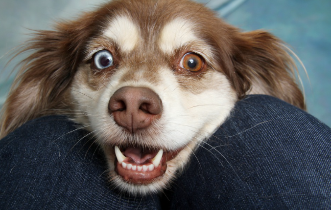 dog