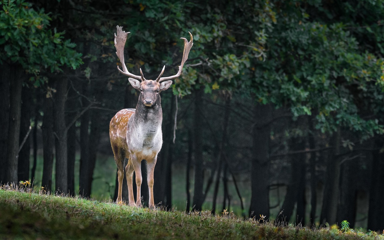 deer